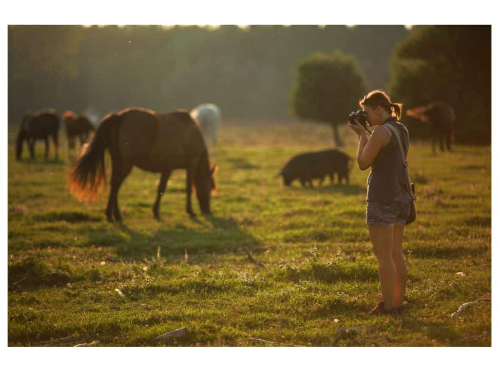 horse photographer
