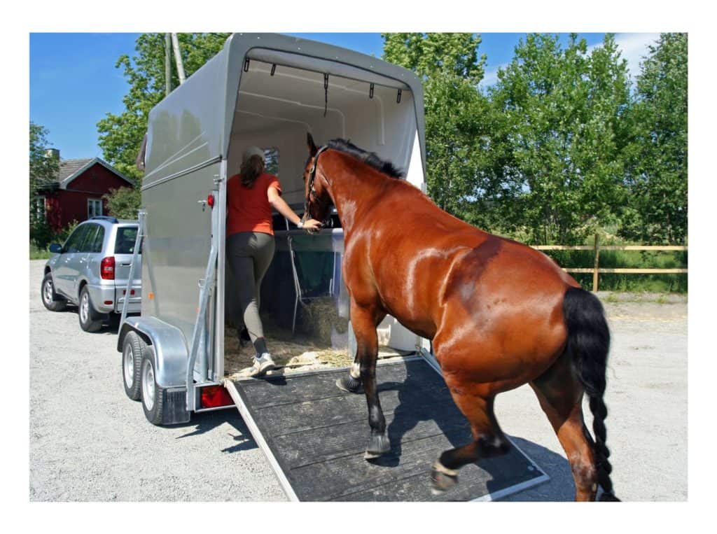 transport horses