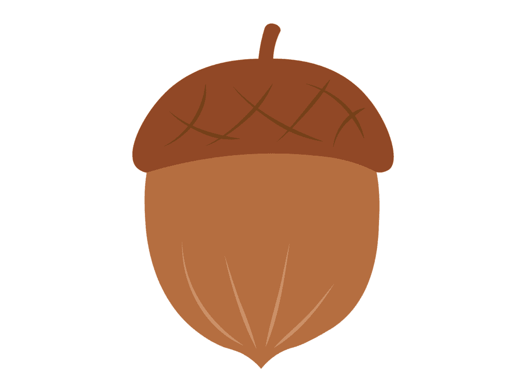 acorn